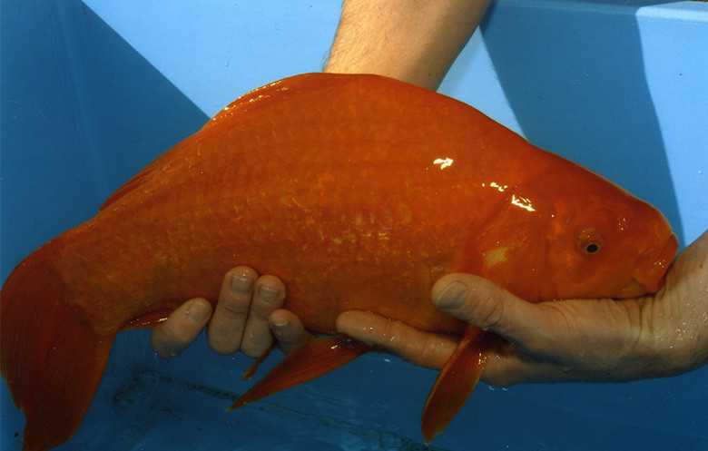 en büyük japon balığı