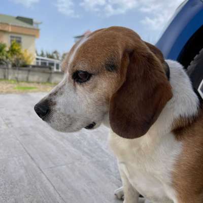 Tomy Erkek Beagle