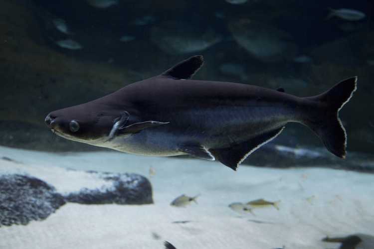 akvaryum köpek balığı
