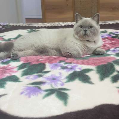 Casper Erkek British Shorthair