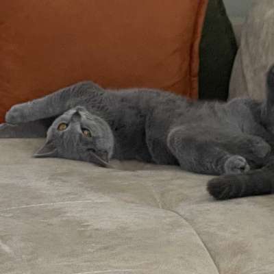 LEO Erkek British Shorthair