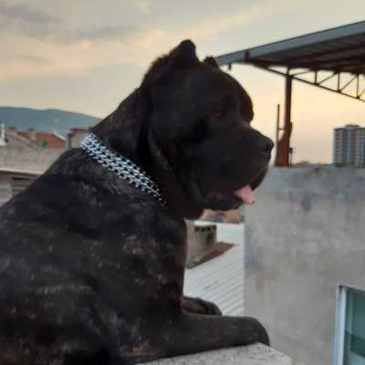 Rio Erkek Cane Corso Italiano