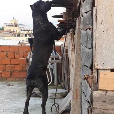 Rio Erkek Cane Corso Italiano