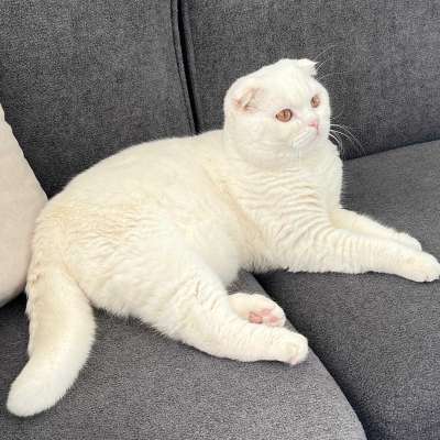 Mayk Erkek Scottish Fold